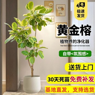 黄金榕室内大型植物盆栽花叶橡皮树客厅绿植高山榕落地盆景好养活