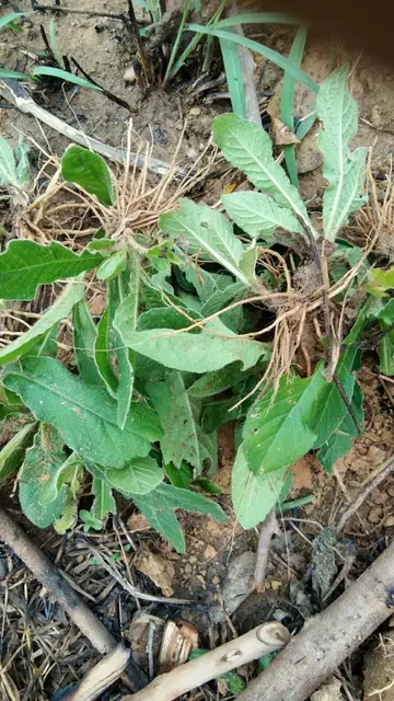 地胆头新鲜 纯根头地斩草红花不带叶的 羊耳草现挖现卖煲汤发货