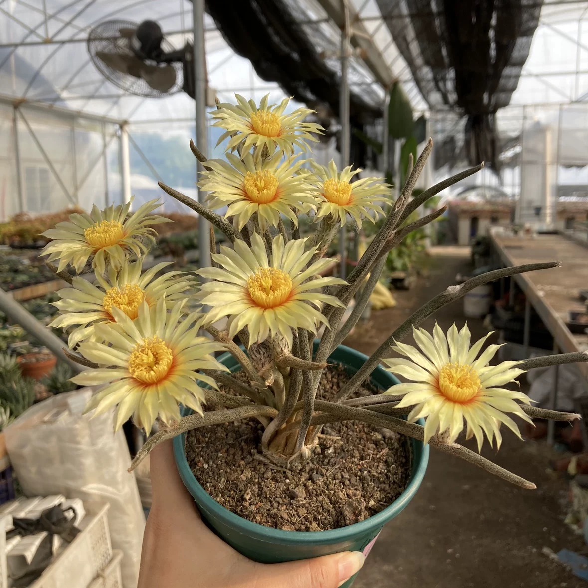 美杜莎实生黄花仙人掌球根植物阳台庭院盆栽花卉绿植