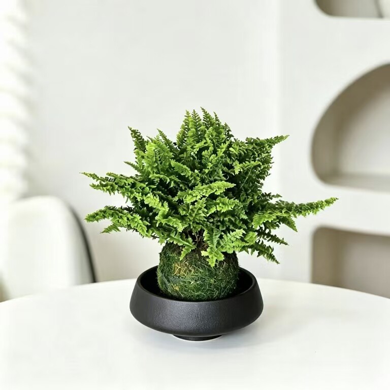 棉花糖蕨苔藓球室内办公室茶桌耐荫绿植立体毛绒触感绿植蕨类