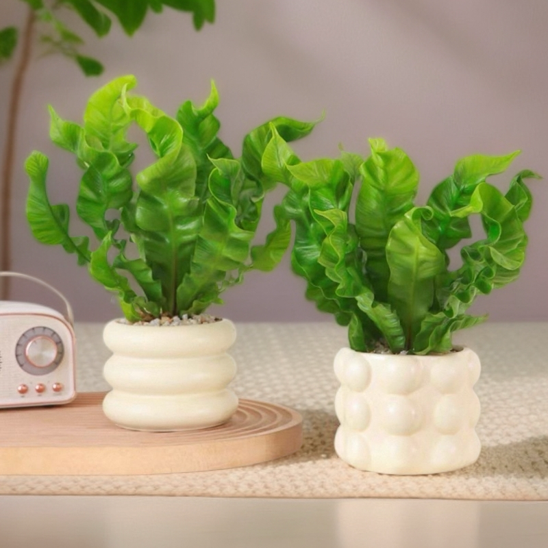 火焰鸟巢蕨盆栽带盆栽好萌肉新手易上手好养活多肉绿植小多肉盆景