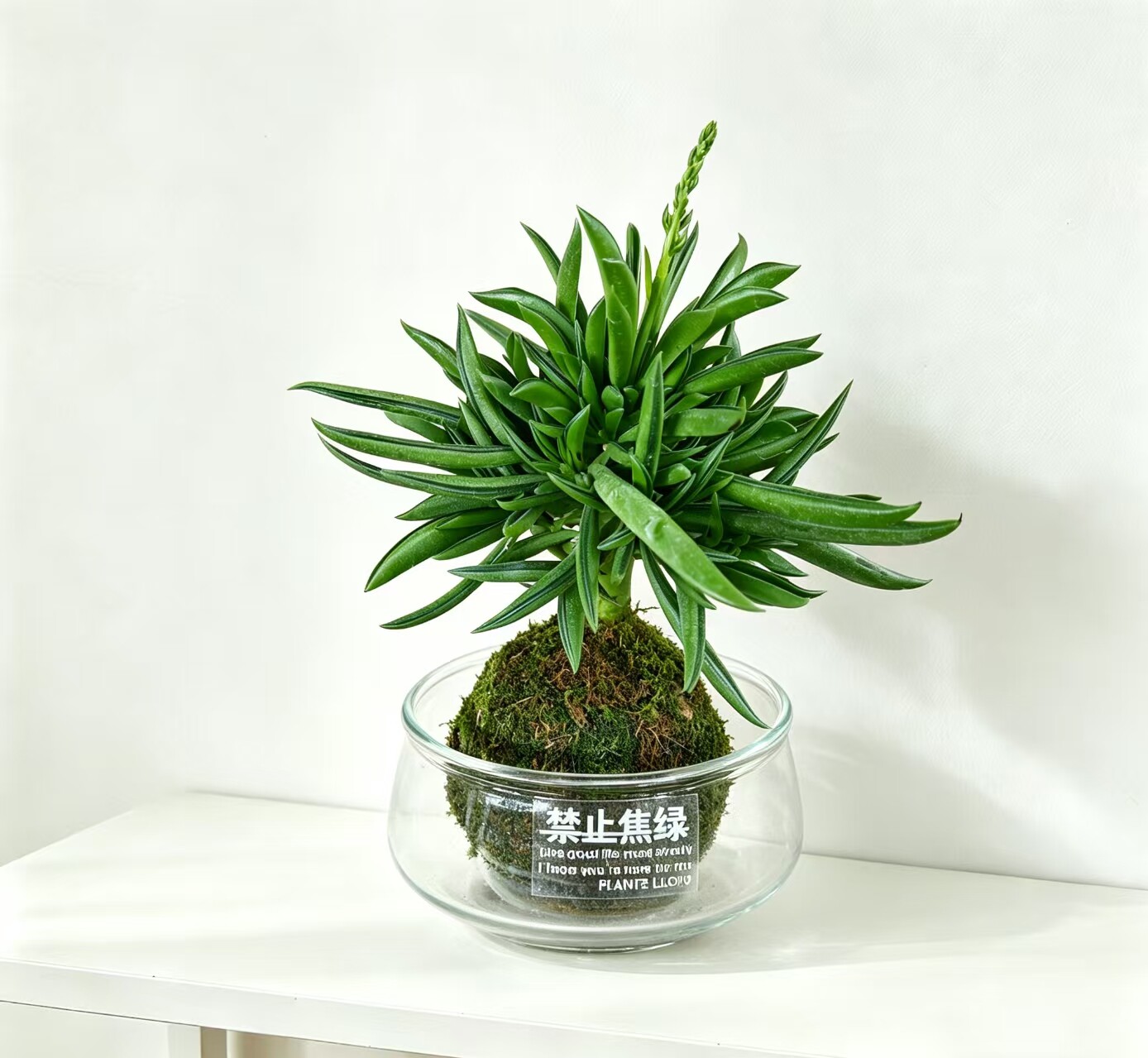 刀叶椒草老桩藓球水培绿植 无土不脏手 懒人好养桌面盆栽