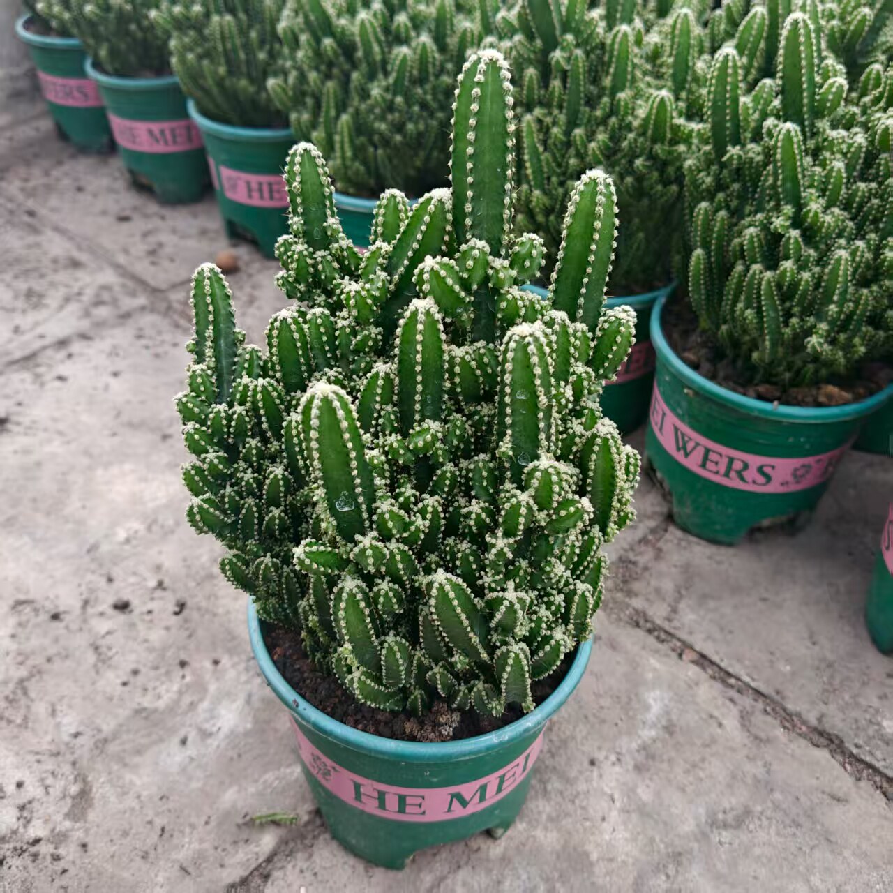 万重山大棵多肉植物盆栽室内阳台办公室桌面绿植花卉四季好养活