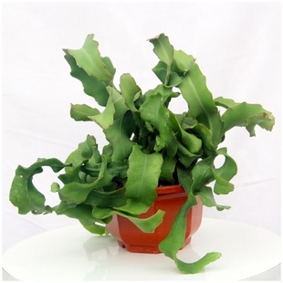 卷叶昙花多肉夏季好养花卉室内盆栽可水培植物耐旱吊篮绿植叶型