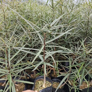 侘寂风室内客厅办公室四季 佛肚树昆士兰瓶树日式 好养耐热易活绿植