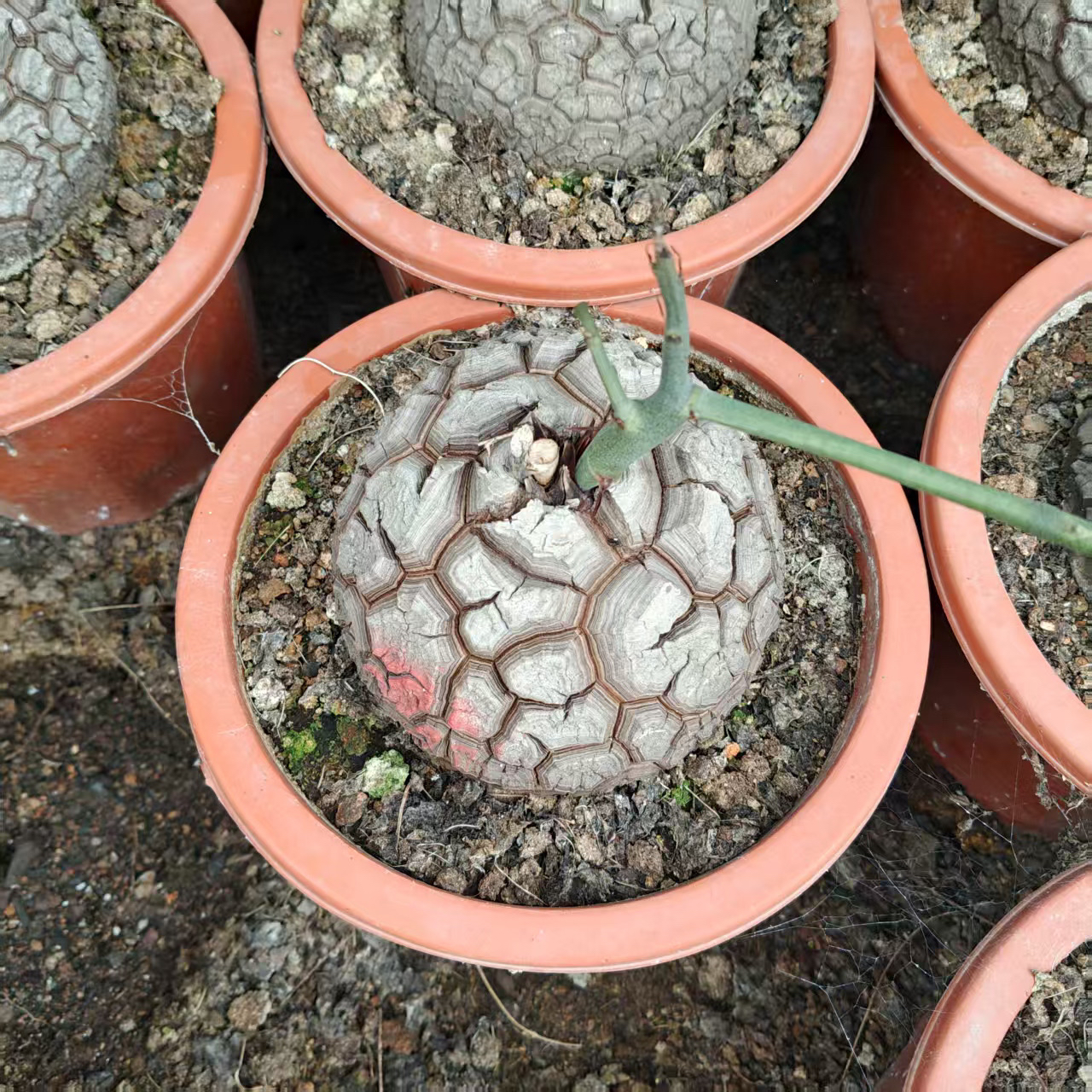 南非龟甲龙 进口块根多肉植物爬藤绿植室内净化空气盆栽 修叶发货