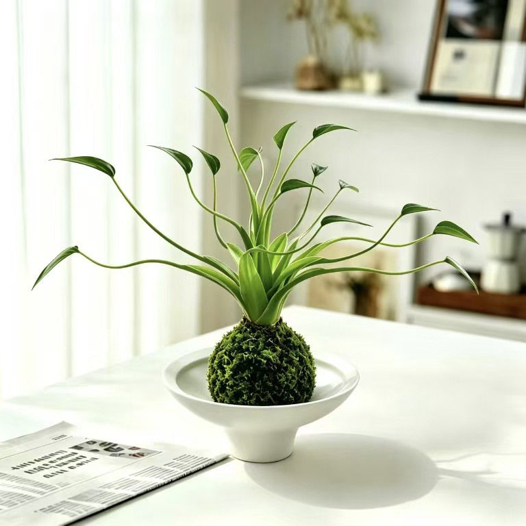千手小舞者海芋苔藓球水培植物室内绿植花卉好养植物客厅桌面