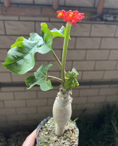热销四季开花 佛肚海棠块根植物一物一拍 观花佛肚树多肉植物盆栽