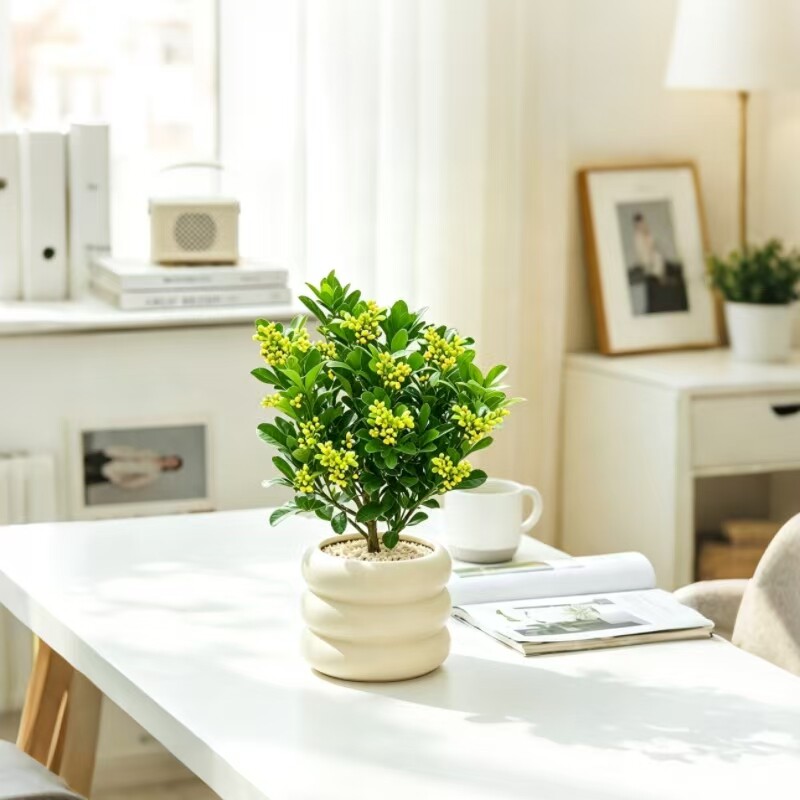 香水米兰花盆栽花卉绿植客厅室内老桩带花苞开花好养阳台植物树苗