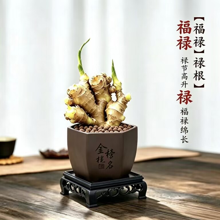 禄根盆栽灵草好养招财带生姜芽苗种植植物办公室内桌面小绿植盆景