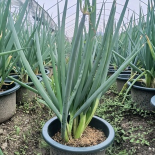 闽南风葱漳州风葱泉州风葱厦门风葱天葱楼仔葱羊角葱龙爪葱观音葱