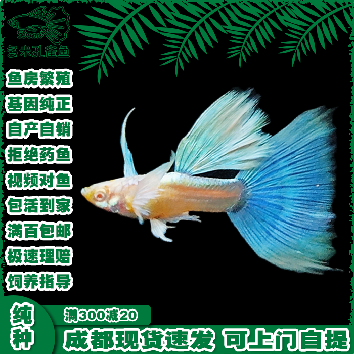孔雀鱼热带淡水大耳朵观赏鱼