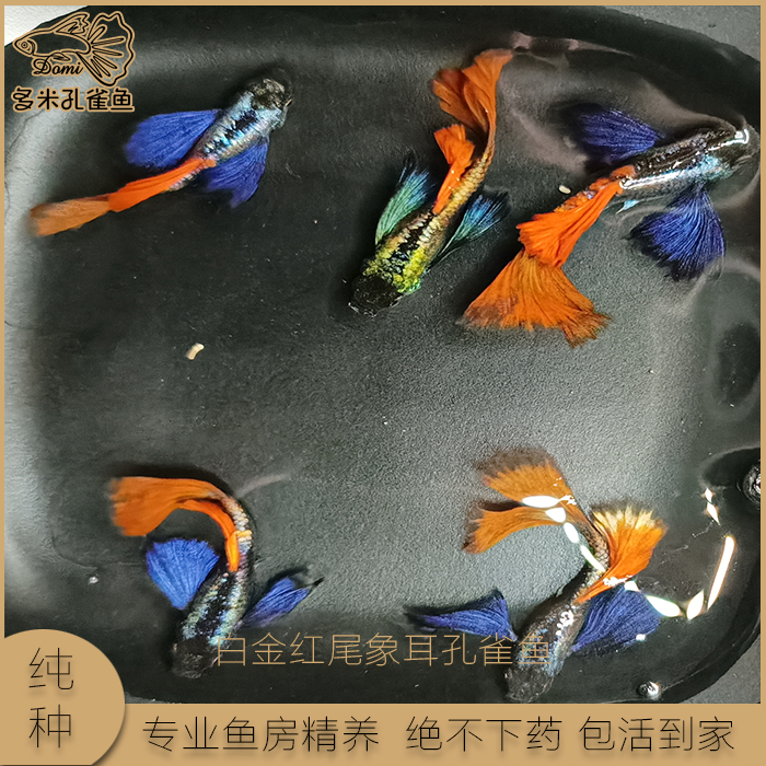 大耳朵观赏鱼包损孔雀鱼热带淡水