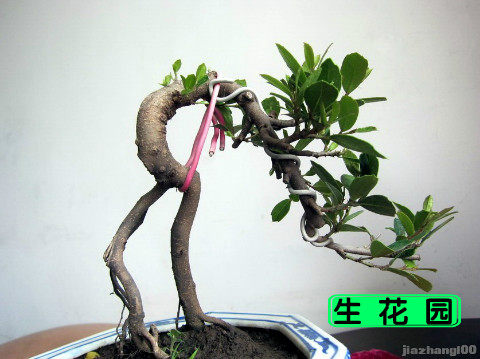 小叶蚊母生桩四季常青带土球发货一图一物中华蚊母盆景盆栽