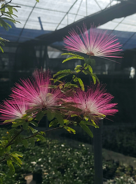 独杆合欢盆栽 姬合欢 粉色香水合欢树苗室内 红色合欢 红花绿植