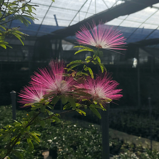 独杆合欢盆栽 姬合欢 粉色香水合欢树苗室内 红色合欢 红花绿植