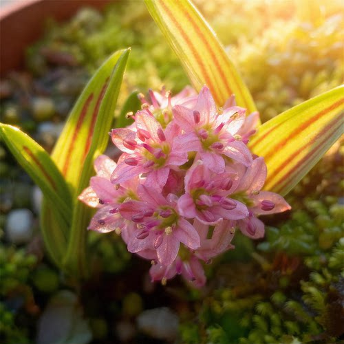日系兰花草 缟缦穗 稿蔓穗 稿麦穗シマツルボ山野草 迷你油点百合