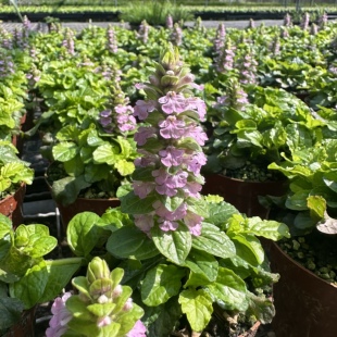 金叶粉花筋骨草黄金灯桌面盆栽庭院地被植物多年生姬十二单 皱叶