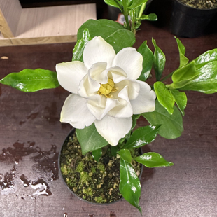 玉环栀子花 多季开花室内外重瓣栀子花盆栽 有概率结果 长势快