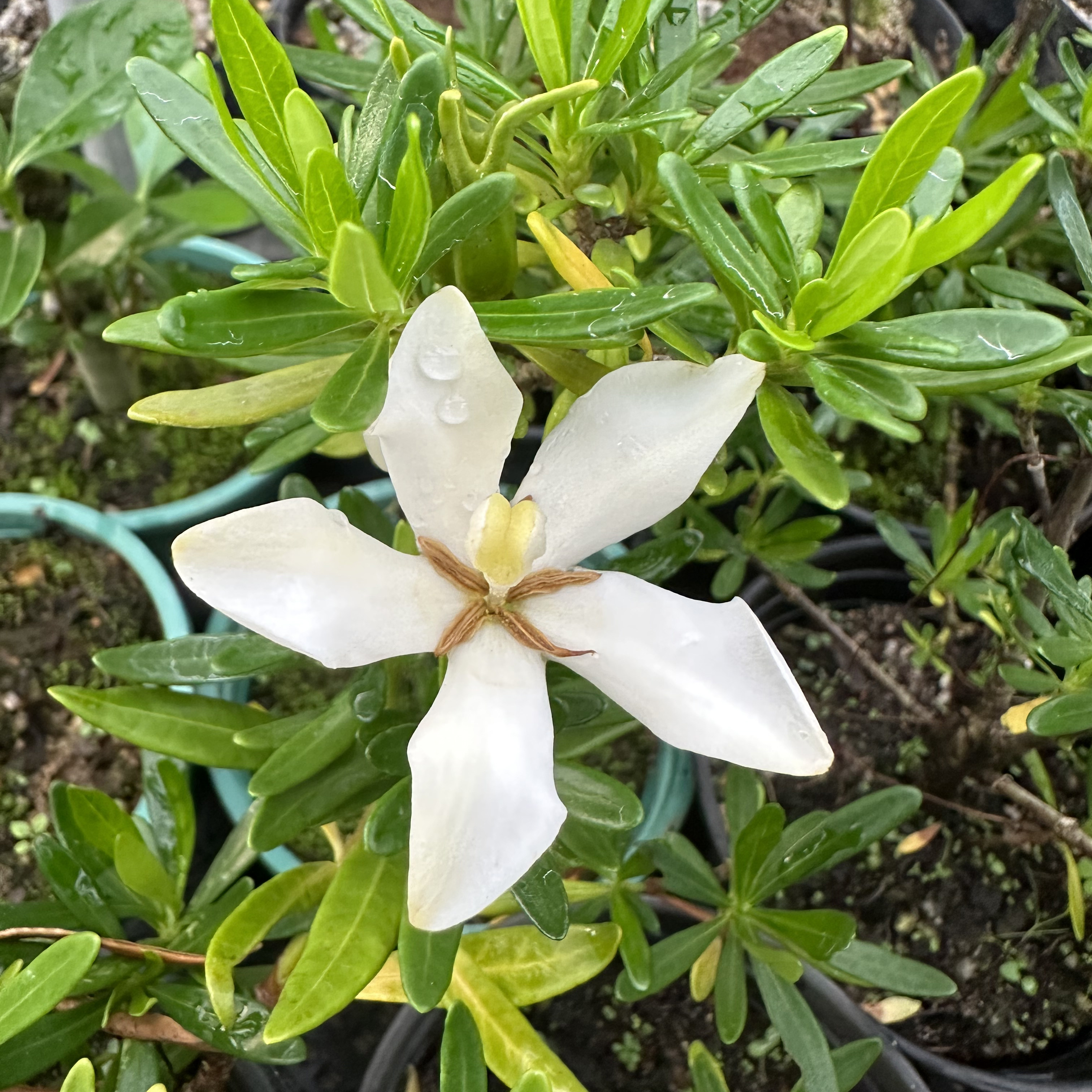 南昆山小菊多季开花栀子花盆栽