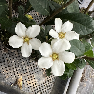 圆叶达摩栀子花   盆景造型素材 单瓣花  春季开花