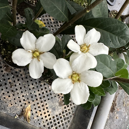 达摩栀子花圆叶栀子