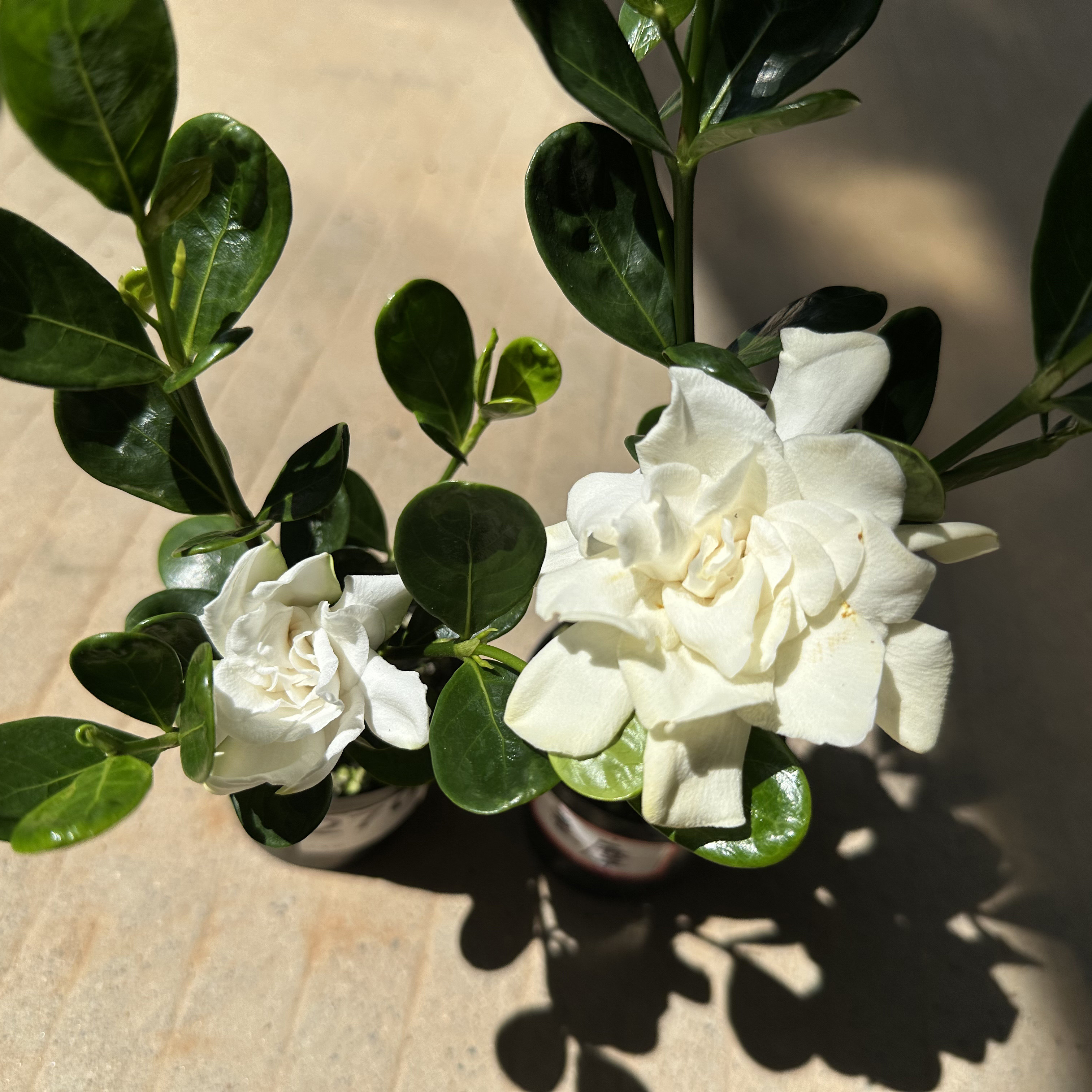 重魔珠栀子花 圆叶重瓣大花 多季开花 独杆重摩珠 花卉绿植盆栽