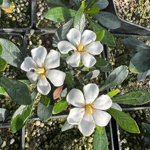 出云栀子花 单瓣花会结果 多季开花绿植盆栽