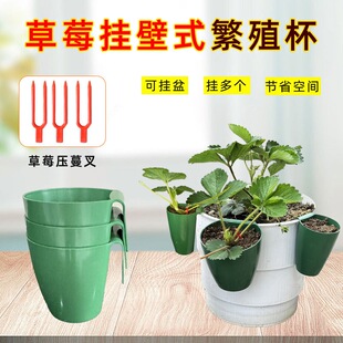 草莓盆栽育苗盒秧苗移栽器小口径草莓匍匐茎生根盆阳台草莓种殖杯