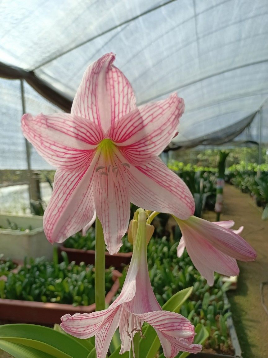 白肋红花绿心朱顶红开花漂亮好养绿植花卉