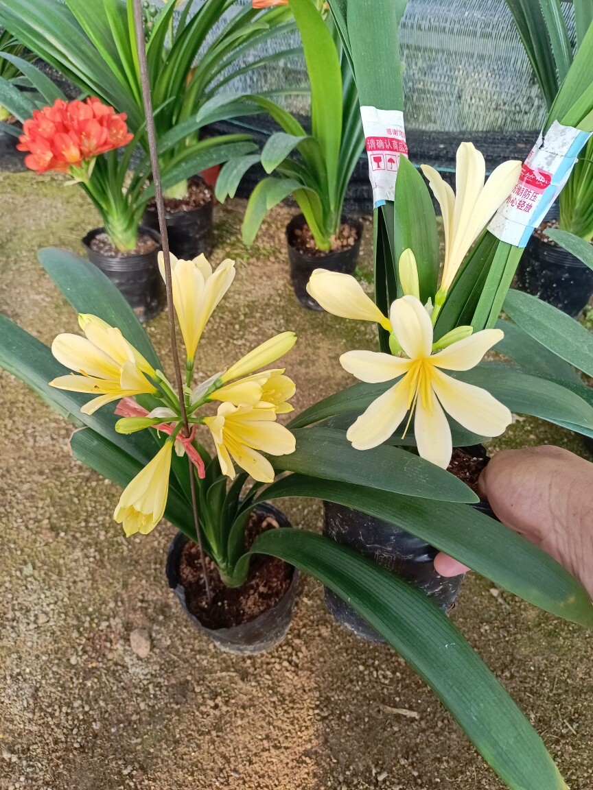 黄花君子兰花色淡雅梦幻君子兰套