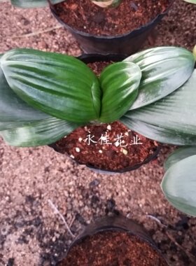 绿植花卉绿植皱叶花卉君子兰