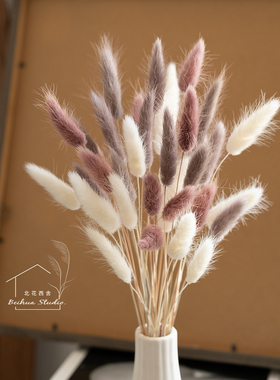 兔尾草干花软萌可爱送人花束小清新插花彩色搭配配草桌面拍摄道具