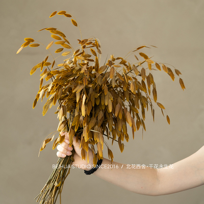 小盼草永生花干草装饰灵动轻盈