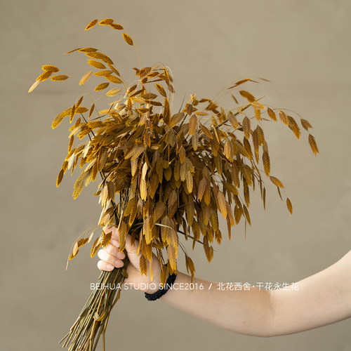 小盼草永生花干草装饰灵动轻盈