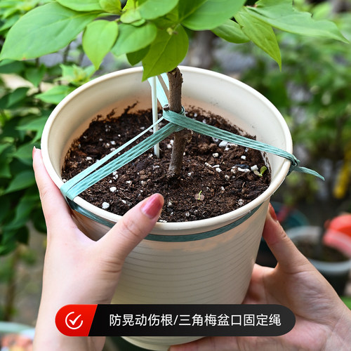 花百事三角梅盆口固定绳