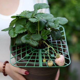 草莓支架托果网盆栽专用花架子托架支撑架子防倒伏方形草莓种植架