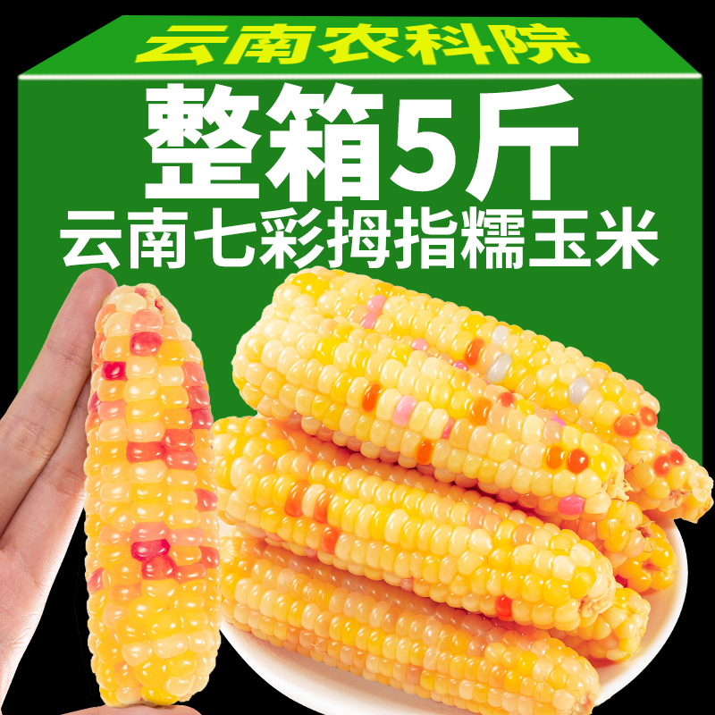 西双版纳拇指玉米七彩花糯小玉米