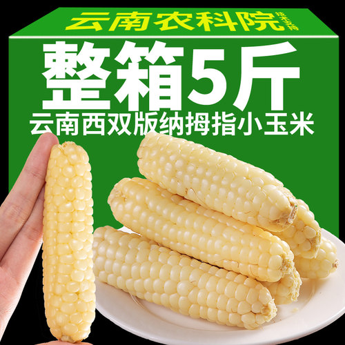 白糯拇指玉米云南西双版纳