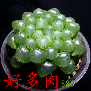多肉 姬玉露 冰灯玉露 多肉植物 好多肉888