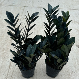 黑叶金钱树黑乌鸦盆栽客厅室内绿叶大叶四季常青型植物净化空气