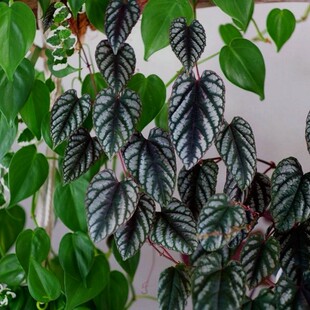 锦叶葡萄爬藤垂吊绿植室内外耐阴耐晒多年生网红观叶藤本四季植物