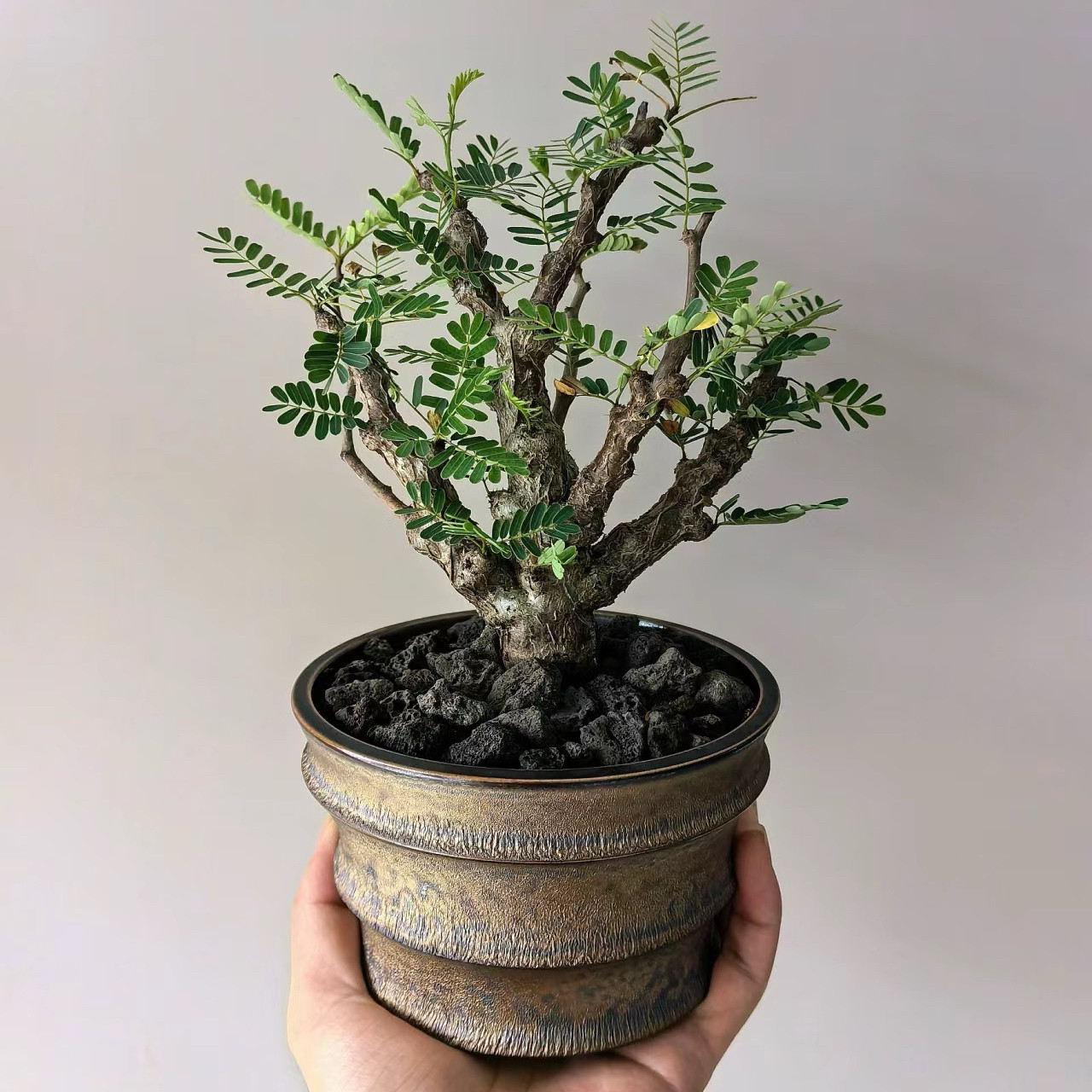 沙漠苏木稀有老桩盆栽盆景多年生耐晒耐阴耐热多年生室内外植物