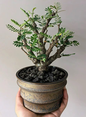 沙漠苏木稀有老桩盆栽盆景多年生耐晒耐阴耐热多年生室内外植物