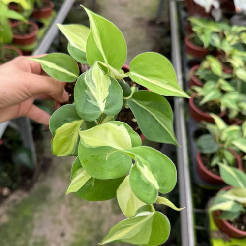 奶油飞溅蔓绿绒ins风网红观叶绿植物盆栽室内桌面阳台垂吊爬藤蔓