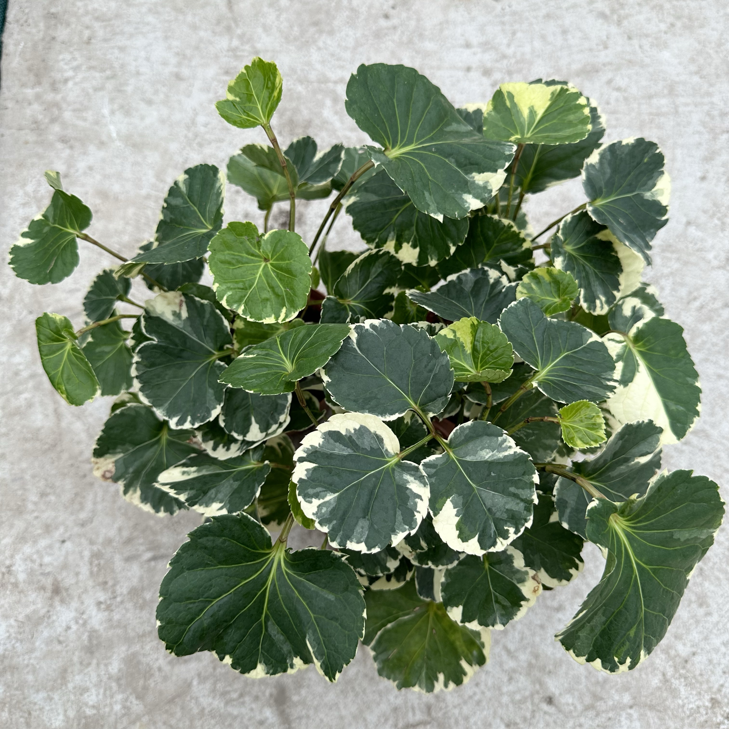 花叶福禄桐锦叶钱多多兜盆栽绿植物木本室内桌面阳台净化空气耐阴