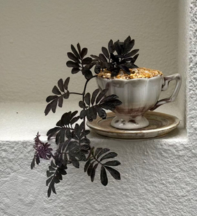 厄瓜多尔紫茄紫背紫叶室内桌面耐阴耐热观叶盆栽绿植物四季常绿