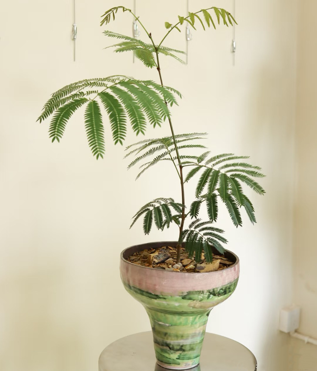 密叶猴耳环热植室内桌面垂吊挂耐阴耐湿好养小盆栽绿植物阳台四季