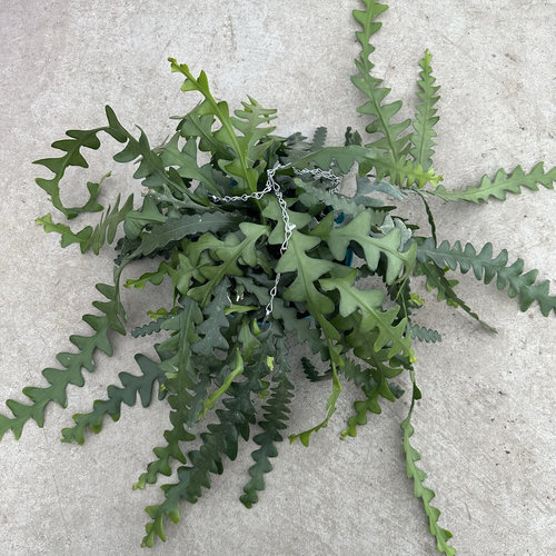 鱼骨令箭垂吊室内外开花盆栽绿植物耐阴耐旱耐热耐寒多年生吊挂