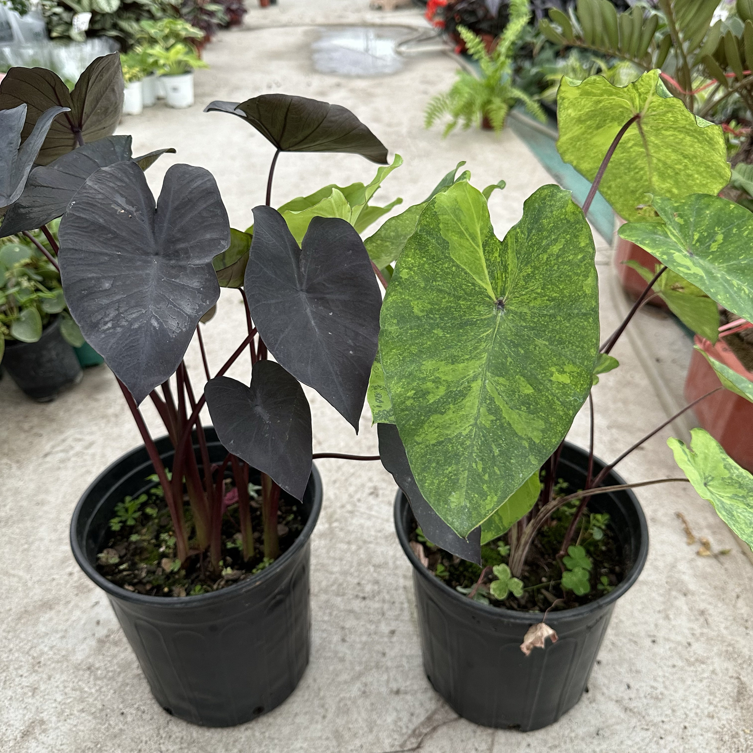 黑魔法海芋莫吉托海芋室内外耐晒耐阴多年生盆栽绿植物阳台桌面